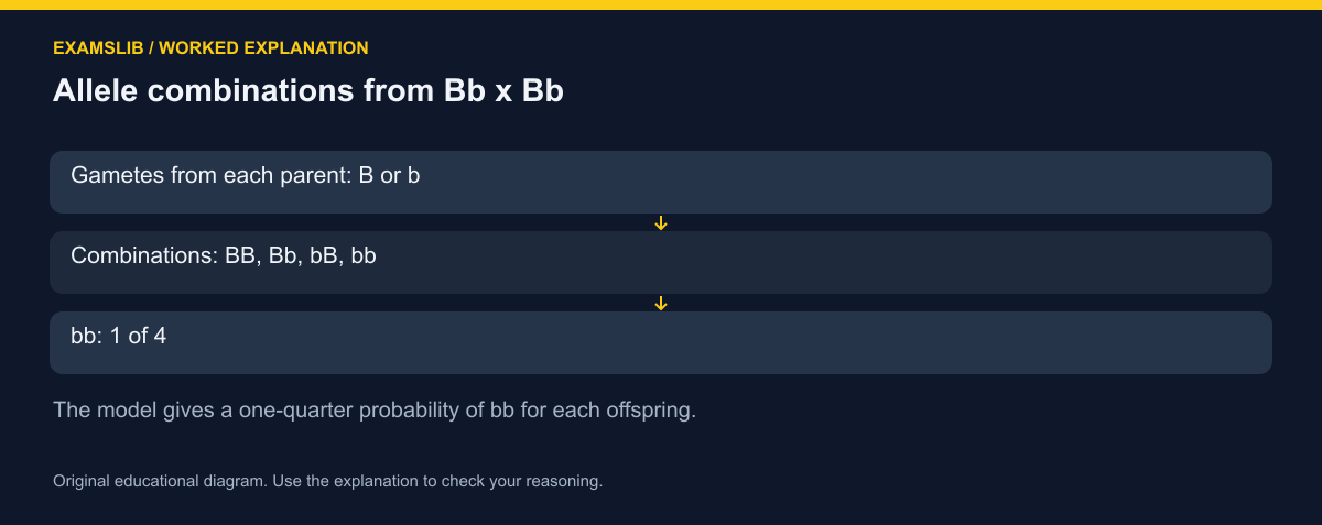 Allele combinations from Bb x Bb